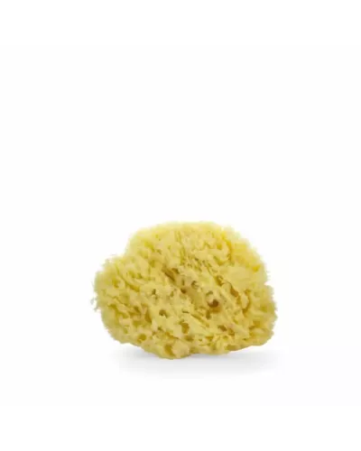 Lua & Lee Sponge 1 Unit