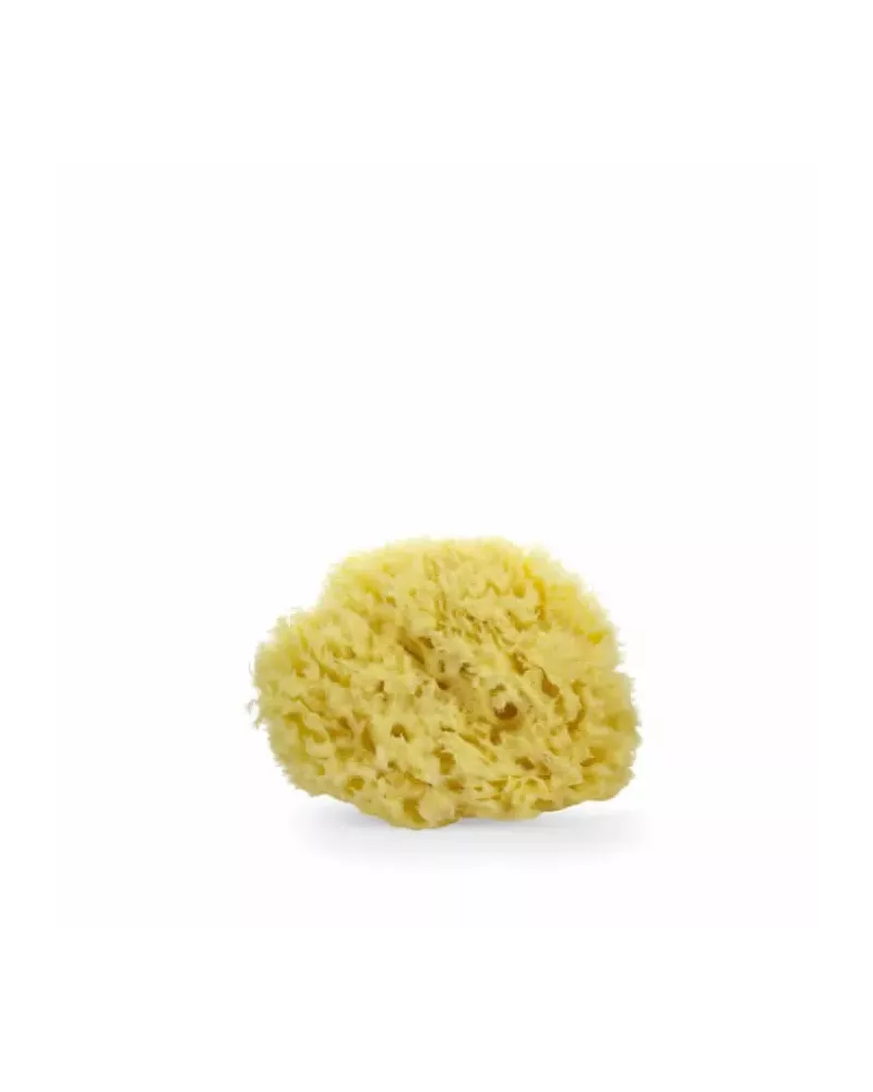 Lua & Lee Sponge 1 Unit